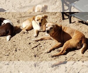 Mutt Dogs for adoption in Bonifay , FL, USA