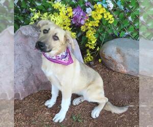 German Shepherd Dog-Unknown Mix Dogs for adoption in Oklahoma City, OK, USA