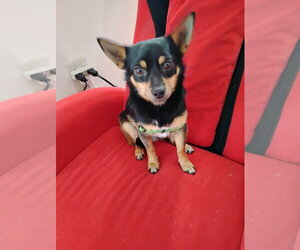 Medium Photo #6 Chihuahua-Unknown Mix Puppy For Sale in Silver Spring, MD, USA