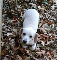 Dachshund-Unknown Mix Dogs for adoption in Greensboro, GA, USA