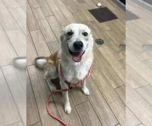 Australian Shepherd-Unknown Mix Dogs for adoption in Rowlett, TX, USA