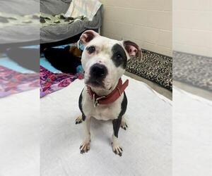 American Pit Bull Terrier Dogs for adoption in Fort Wayne, IN, USA