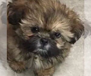 Lhasa Apso-Unknown Mix Dogs for adoption in Oakland Park, FL, USA