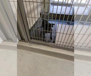 German Shepherd Dog-Unknown Mix Dogs for adoption in Upland, CA, USA