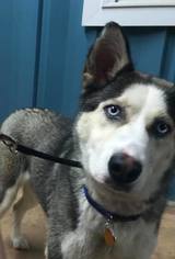 Medium Photo #1 Siberian Husky Puppy For Sale in Cumming, GA, USA