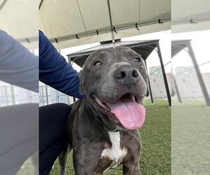 Mutt Dogs for adoption in Downey, CA, USA