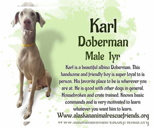 Doberman Pinscher Dogs for adoption in Anchorage, AK, USA