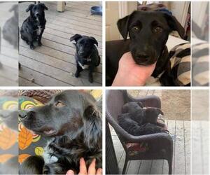 Sheprador Dogs for adoption in Walnutport, PA, USA