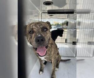 American Pit Bull Terrier-Unknown Mix Dogs for adoption in Houston, TX, USA