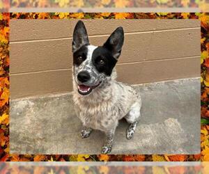 Australian Cattle Dog Dogs for adoption in Ojai, CA, USA