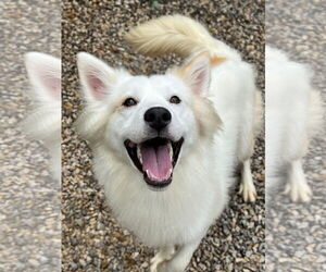 Huskies -Unknown Mix Dogs for adoption in Manchester, MO, USA