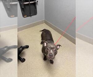 Mutt Dogs for adoption in Las Vegas, NV, USA