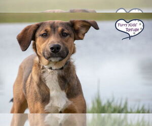 German Shepherd Dog-Unknown Mix Dogs for adoption in Lee's Summit, MO, USA