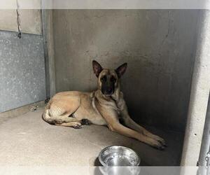 German Shepherd Dog Dogs for adoption in San Bernardino, CA, USA