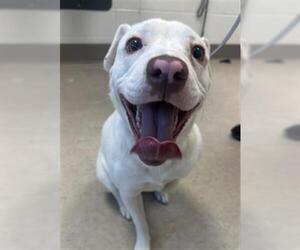 American Pit Bull Terrier-Beagle Mix Dogs for adoption in Saginaw, MI, USA