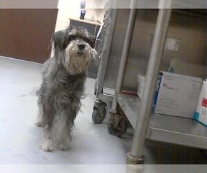 - Mix Dogs for adoption in Fayetteville, NC, USA
