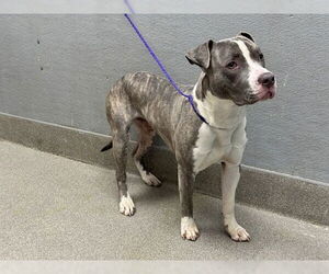 American Pit Bull Terrier-Unknown Mix Dogs for adoption in Las Vegas, NV, USA
