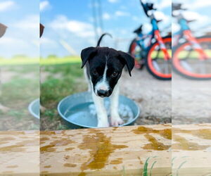 Collie Dogs for adoption in Denton, TX, USA