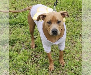 Doberman Pinscher-Staffordshire Bull Terrier Mix Dogs for adoption in Bandera, TX, USA