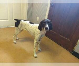German Shorthaired Pointer Dogs for adoption in Newport, KY, USA