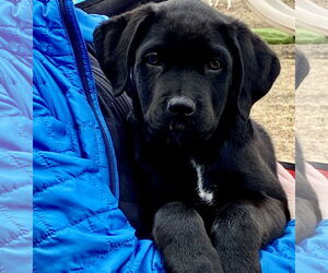 Labrador Retriever-Unknown Mix Dogs for adoption in Brooklyn Center, MN, USA