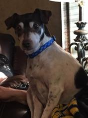 Rat Terrier-Unknown Mix Dogs for adoption in Carroll, IA, USA
