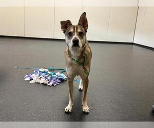 Siberian Husky-Unknown Mix Dogs for adoption in Pasadena, CA, USA