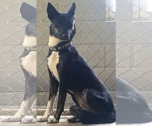 Australian Shepherd-German Shepherd Dog Mix Dogs for adoption in Amarillo, TX, USA