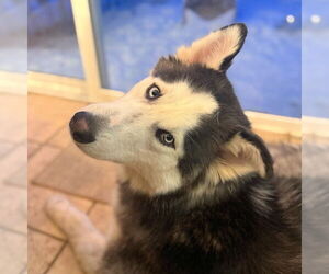 Siberian Husky Dogs for adoption in Omaha, NE, USA