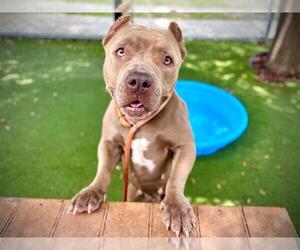 American Pit Bull Terrier-Bulldog Mix Dogs for adoption in Orlando, FL, USA