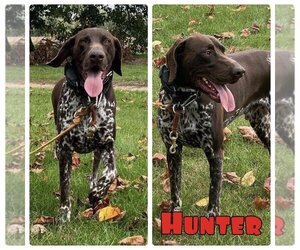 German Shorthaired Pointer Dogs for adoption in Pierceton , IN, USA