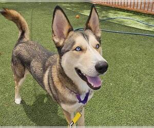 Siberian Husky-Unknown Mix Dogs for adoption in Las Vegas, NV, USA