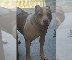 American Pit Bull Terrier Dogs for adoption in Downey, CA, USA