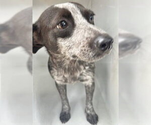 Blue Lacy-Unknown Mix Dogs for adoption in Houston, TX, USA