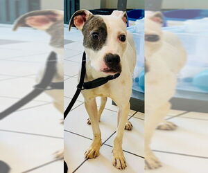 American Pit Bull Terrier-Unknown Mix Dogs for adoption in Derwood, MD, USA