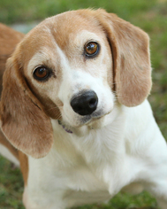 Beagle-Unknown Mix Dogs for adoption in Media, PA, USA