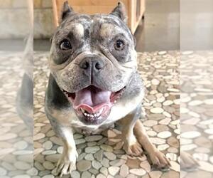 French Bulldog-Unknown Mix Dogs for adoption in Houston, TX, USA