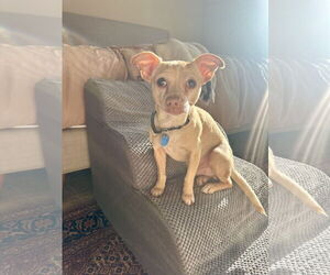 Chihuahua-Unknown Mix Dogs for adoption in San Francisco, CA, USA
