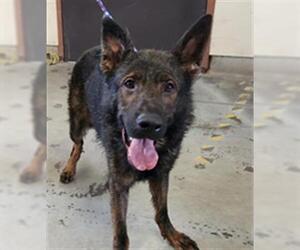 German Shepherd Dog Dogs for adoption in Camarillo, CA, USA