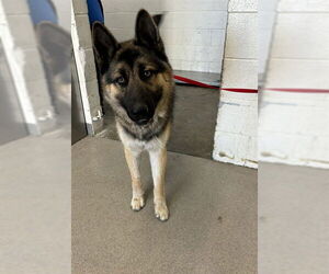 German Shepherd Dog Dogs for adoption in San Bernardino, CA, USA