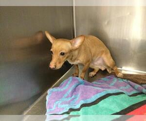 Chihuahua Dogs for adoption in Riverside, CA, USA