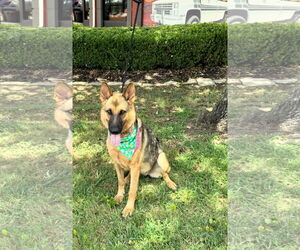 German Shepherd Dog Dogs for adoption in Euless, TX, USA