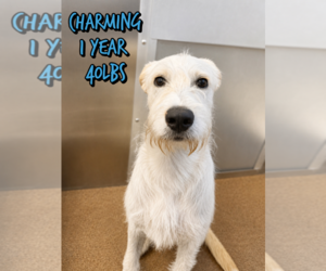 Mutt Dogs for adoption in Woodbury, NY, USA