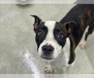 American Pit Bull Terrier-Staffordshire Bull Terrier Mix Dogs for adoption in Fort Collins, CO, USA
