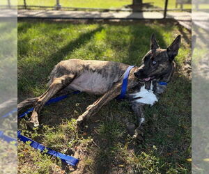 Dutch Shepherd -Siberian Husky Mix Dogs for adoption in Boston, MA, USA