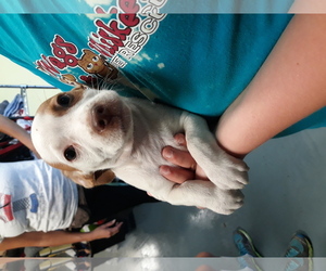 Bocker Dogs for adoption in Chico, CA, USA