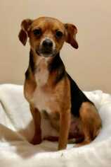 Beagle-Chihuahua Mix Dogs for adoption in Woodstock, GA, USA