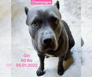 American Pit Bull Terrier Dogs for adoption in West Hollywood, CA, USA