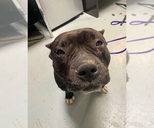 Medium Photo #1 Mutt Puppy For Sale in Tulsa, OK, USA