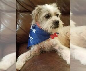 Shih Apso Dogs for adoption in Pawtucket, RI, USA